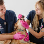 Stomatologické vyšetrenie psíka veterinárnym tímom v MyPet Clinic Bratislava