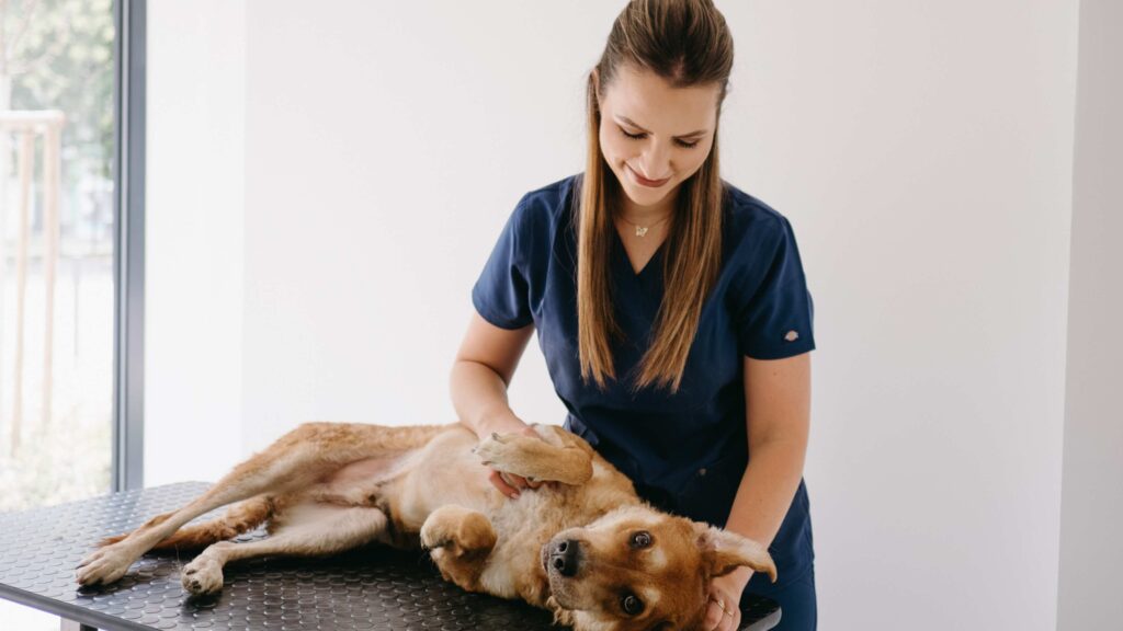 dr.eva , senior pes, prehliadka na stole