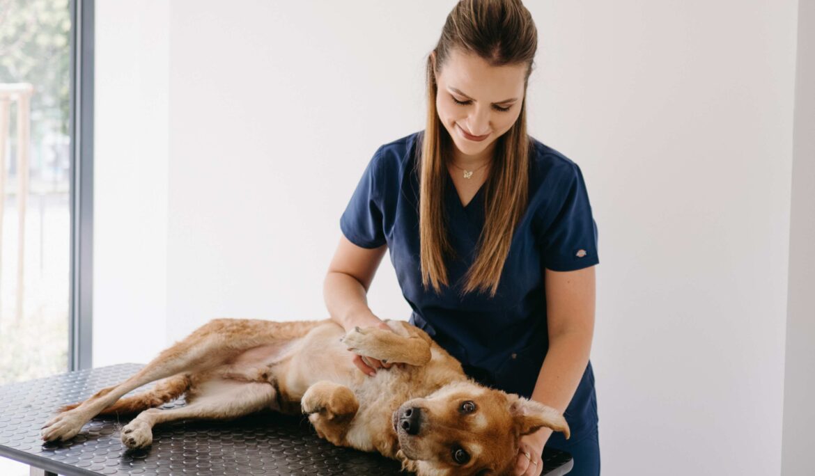 dr.eva , senior pes, prehliadka na stole