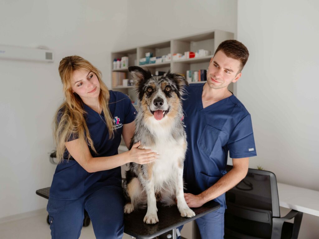 Veterinár a veterinárka v MyPet Clinic Bratislava so psíkom na stole