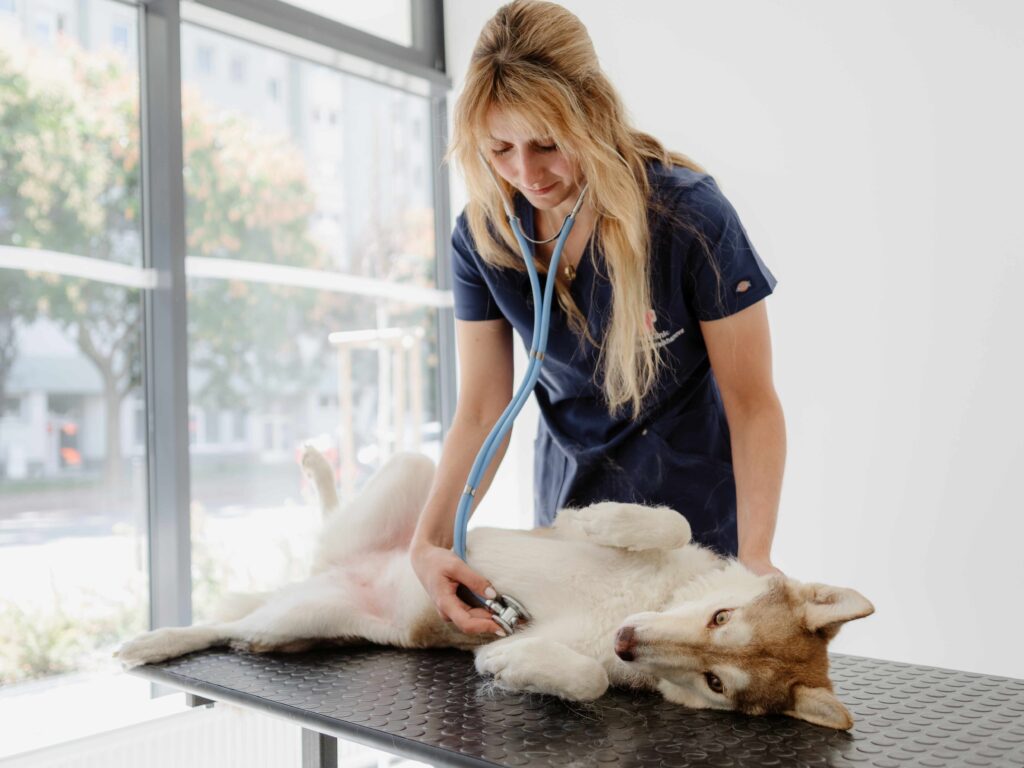 Veterinárna anesteziologička vyšetruje psíka pred podaním narkózy v MyPet Clinic Bratislava