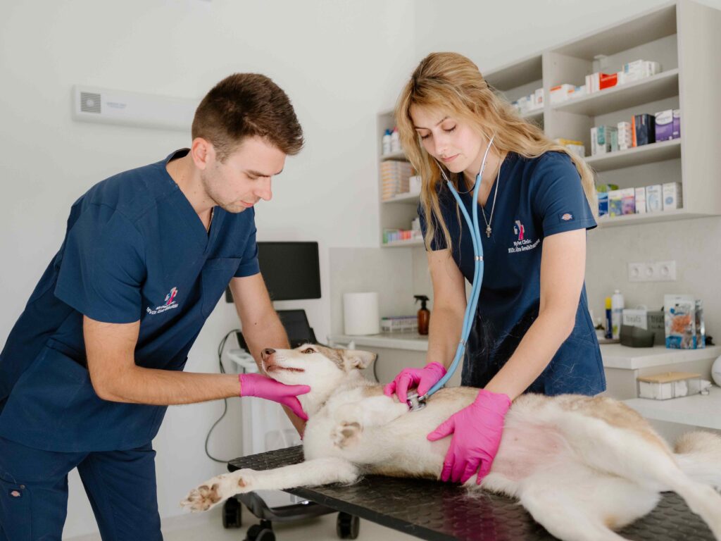 Predoperačné vyšetrenie u psa v MyPet Clinic Bratislava - Ružinov. 