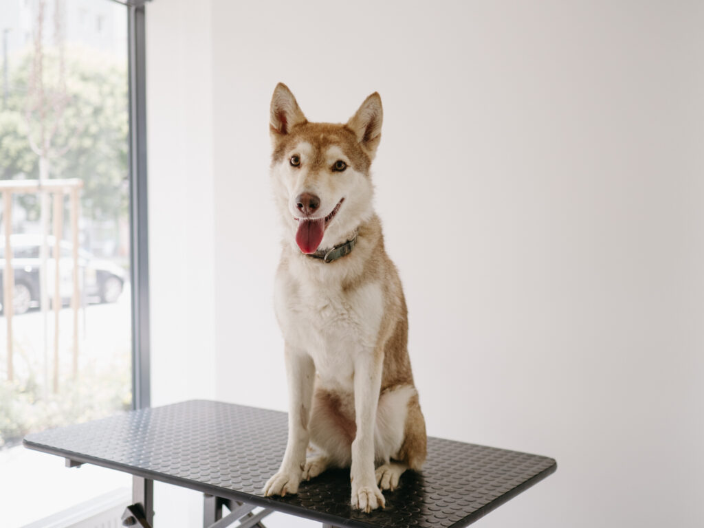 Pes na veterinárnej klinike pred kastráciou