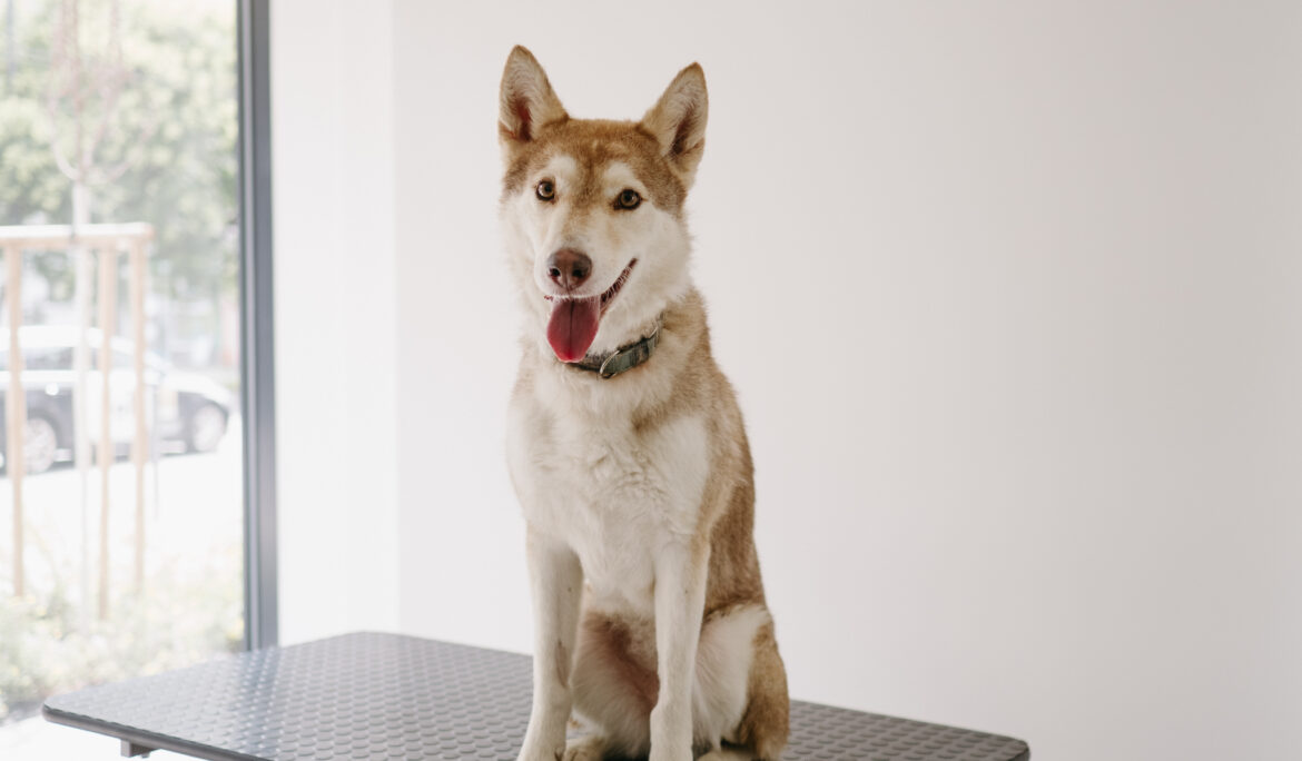 Pes na veterinárnej klinike pred kastráciou