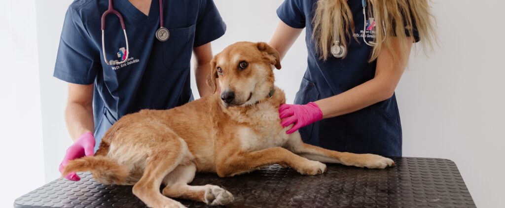 Sterilizácia fenky v MyPet Clinic