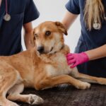 Sterilizácia fenky v MyPet Clinic