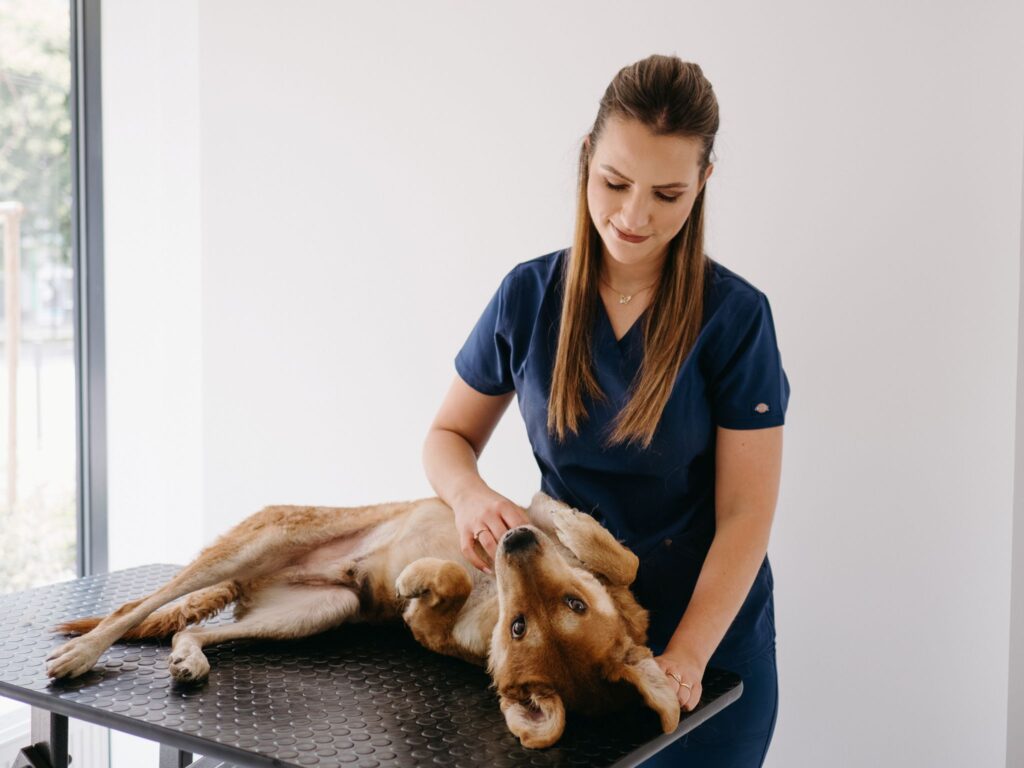 Kastrácia psa v MyPet Clinic Bratislava