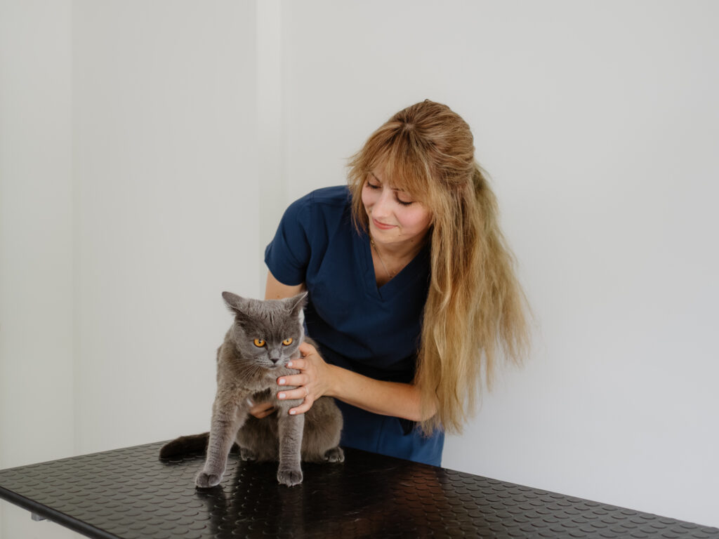 Veterinárne dermatologické vyšetrenie mačky v MyPet Clinic Bratislava